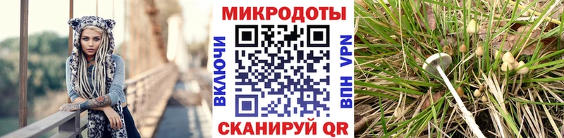 Купить  Темрюк  Псилоцибиновые грибы Psilocybe 